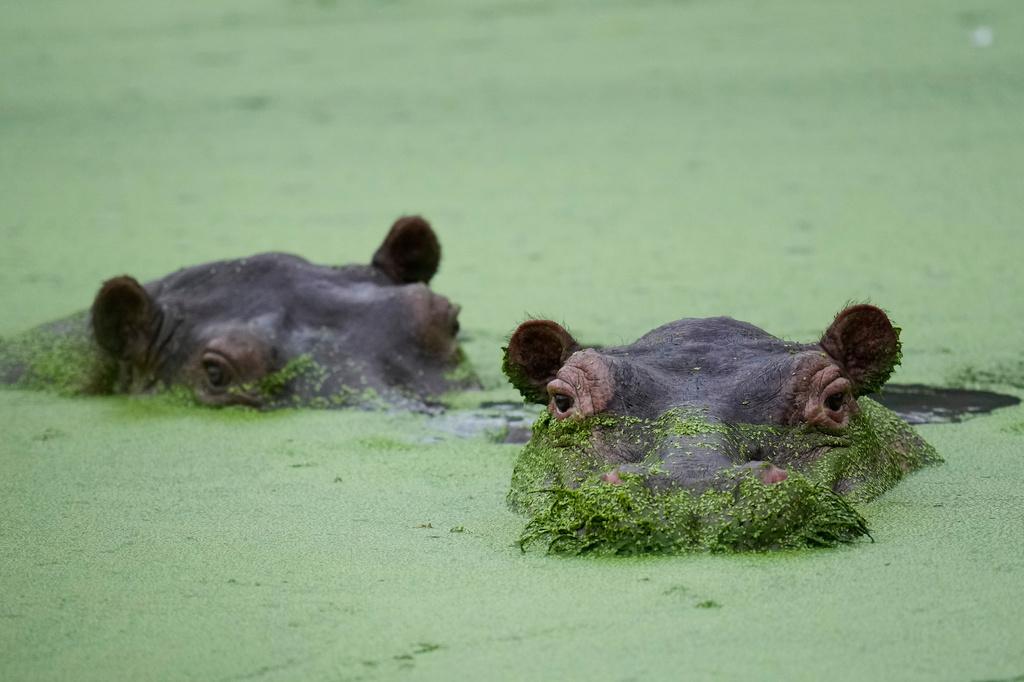 Hippos wallow at a lagoon in the Hacienda Napoles Park, once the private estate of drug kingpin Pablo Escobar, in Puerto Triunfo, Colombia, Friday, April 24, 2026. (AP Photo/Fernando Vergara)
