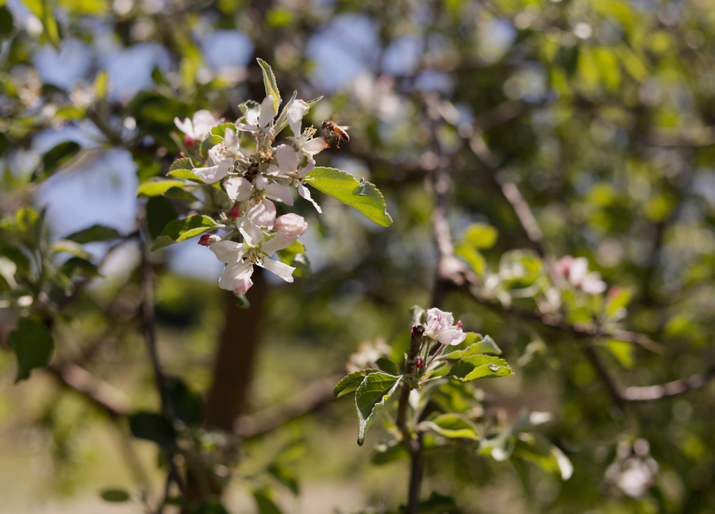 A honey bee lands on an apple tree bloom at Burtt's Apple Orchard, Wednesday, June 3, 2026, in Cabot, Vt. (AP Photo/Amanda Swinhart)