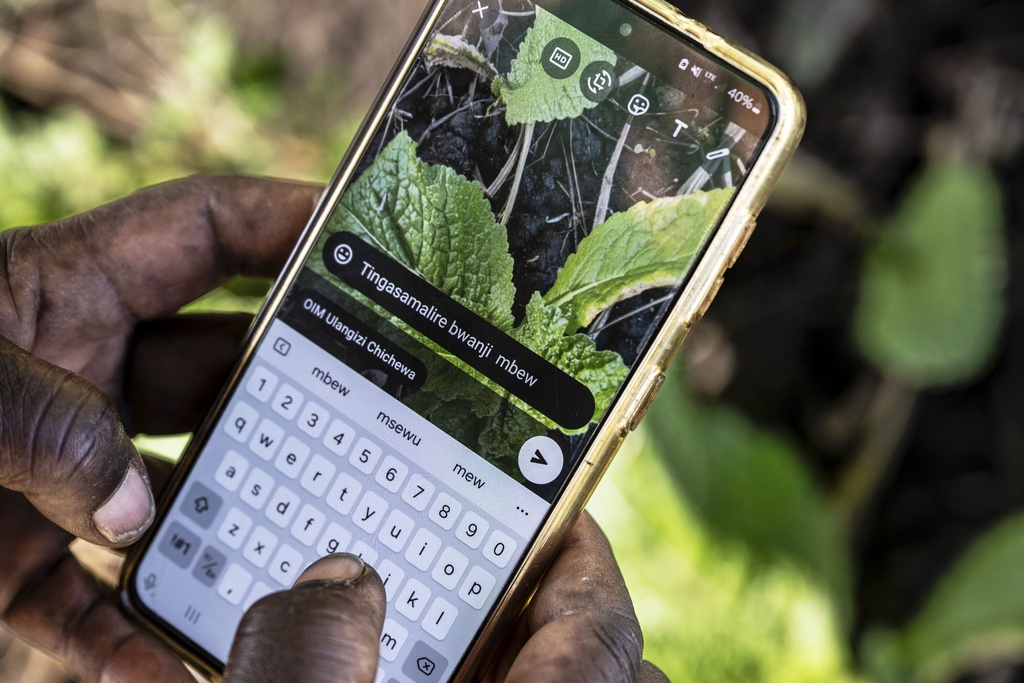 A farmer uses the Ulangizi AI chatbot in Mulanje, southern Malawi, Tuesday, July 29, 2025. (AP Photo/Thoko Chikondi).