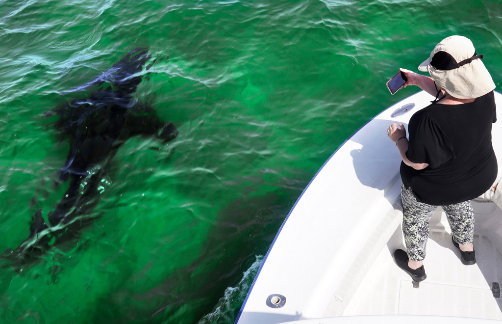 FILE - Mindi Moran, of Portland, Maine, watches a great white shark swims past while on shark watch with Dragonfly Sportfishing charters off the Massachusetts' coast of Cape Cod, Aug. 17, 2021. (AP Photo/Charles Krupa, File)