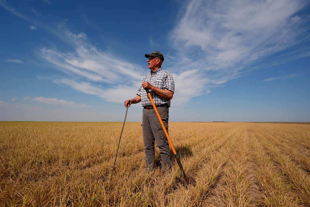 Farmer Vance Ehmke checks a wheat field decimated by wheat streak mosaic virus Friday, May 15, 2026, on his farm near Healy, Kan. (AP Photo/Charlie Riedel)