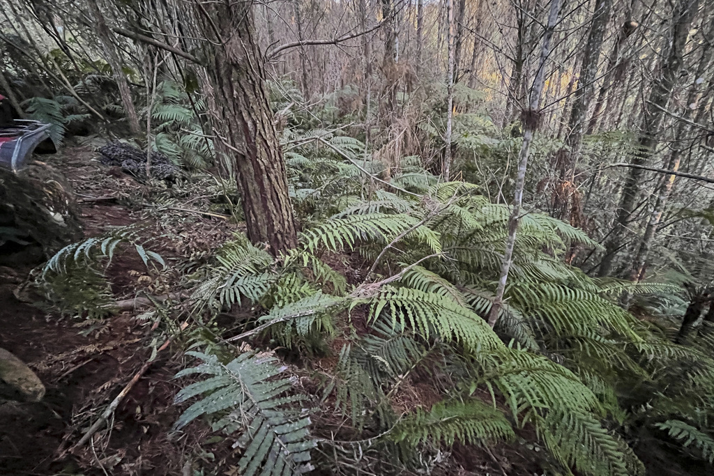 This Sept. 8, 2025 photo released by the New Zealand police, shows the campsite where Tom Phillips and his children were hiding prior to his shooting in Waitomo, in the district of Waikato, New Zealand. (NZ Police via AP)