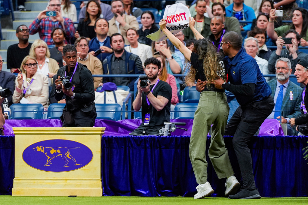 FILE - A security worker wraps up a protester during the best in show competition at the 148th Westminster Kennel Club dog show Tuesday, May 14, 2024, at the USTA Billie Jean King National Tennis Center in New York. (AP Photo/Julia Nikhinson, File)