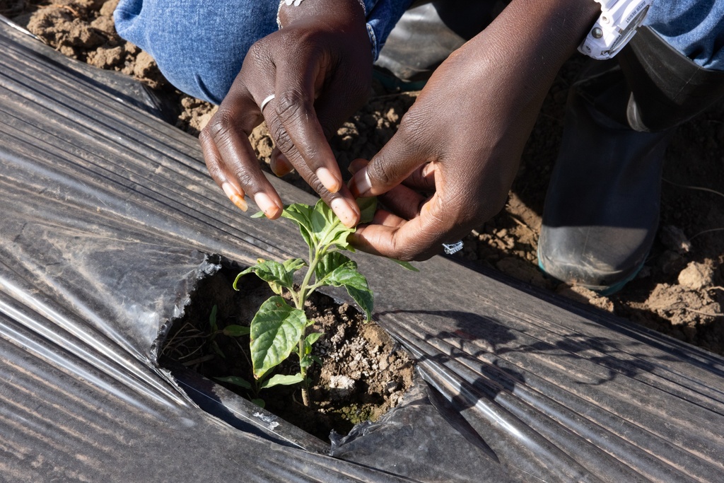 Nogaye Sene, a West African farmer who turned to Tiktok as part of agriculture's changing image, checks a plant on her farm in Joal Fadiout, Senegal, Thursday Dec. 11, 2025. (AP Photo/Caitlin Kelly)