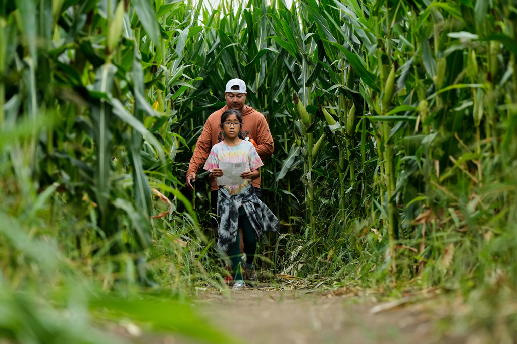 People make their way through the corn maze at Cool Patch Pumpkins in Dixon, Calif., Monday, Sept. 29, 2025. (AP Photo/Godofredo A. Vásquez)