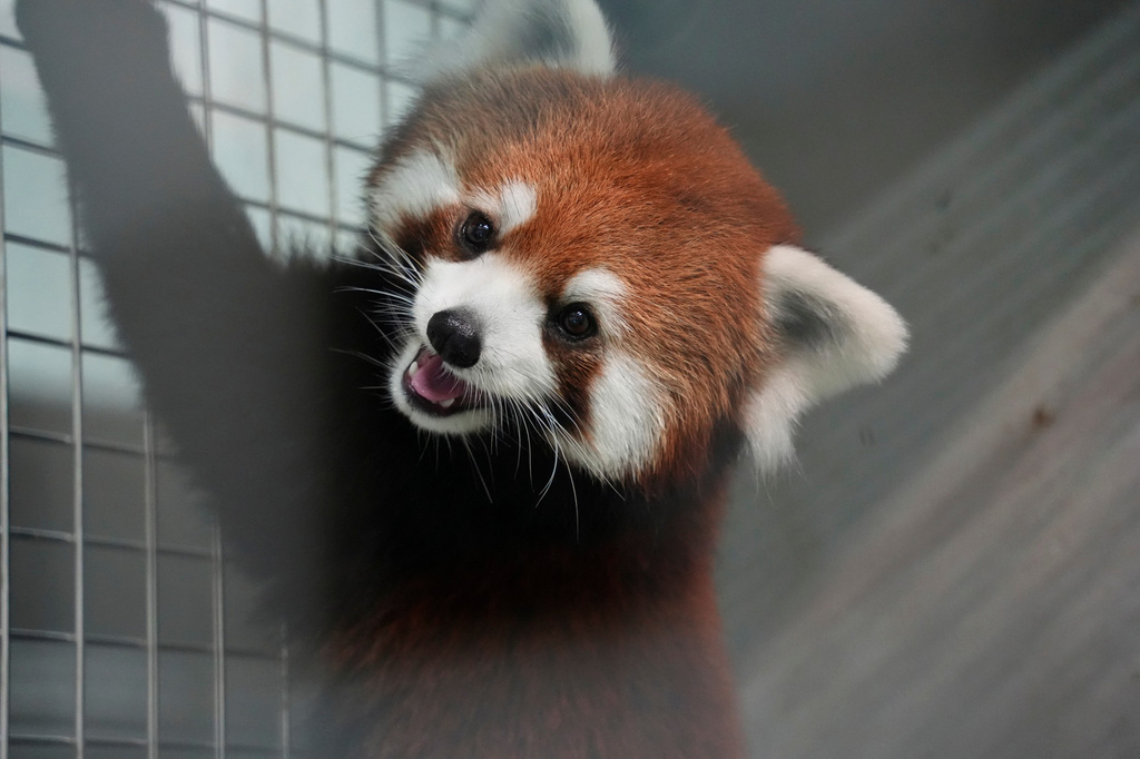 In this June 6, 2026 photo released by Taipei City Zoo, a female red panda, part of a pair received from China, in the first such exchange in more than a decade, looks up in an enclosure at the Taipei City Zoo in Taiwan. (Taipei City Zoo via AP)