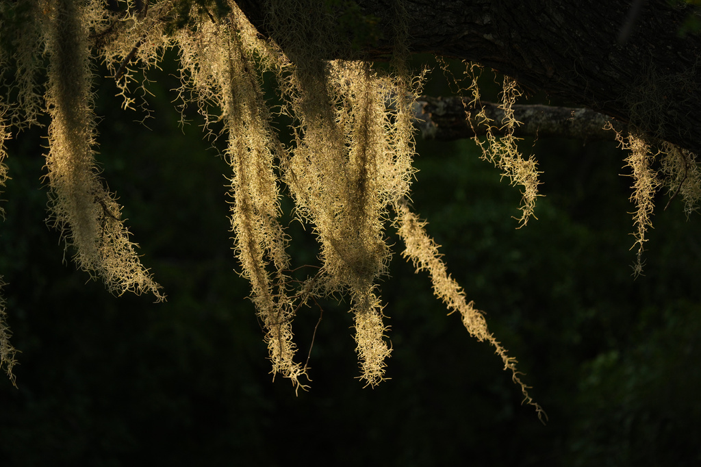 Moss hangs from a tree branch at the Santa Ana Wildlife Refuge in Alamo, Texas, Tuesday, Aug. 25, 2026. (AP Photo/Eric Gay)