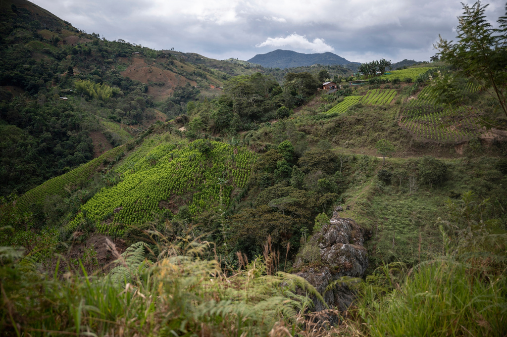 FILE - Fields of coca plants, grown for illicit use, are visible near a school July 18, 2025, in Manuelico village, Caldono, Colombia. (AP Photo/Nadège Mazars, File)