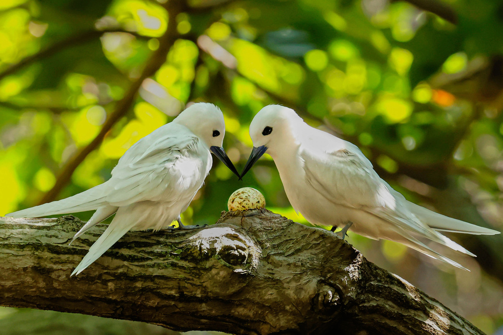 White tern parents looking at an egg holding their chick on the University of Hawaii at Manoa campus, Jan. 18, 2022, in Honolulu. (Melody Bentz via AP)