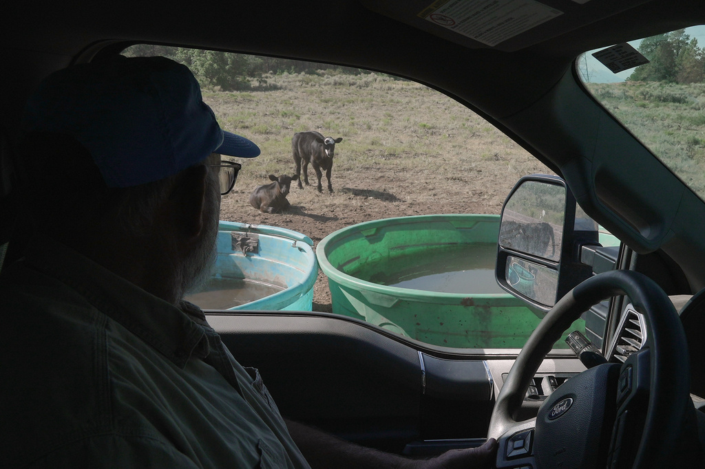 Scott Snyder checks to see how much water his cows have, July 16, 2026 near Montrose, Colo. (AP Photo/Brittany Peterson)