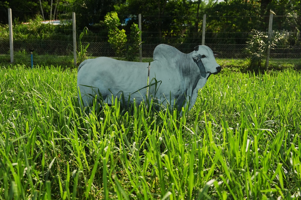 A cutout cow stands in a crop research field at the AgriZone near the COP30 U.N. Climate Summit, Tuesday, Nov. 18, 2025, in Belem, Brazil. (AP Photo/Joshua A. Bickel)