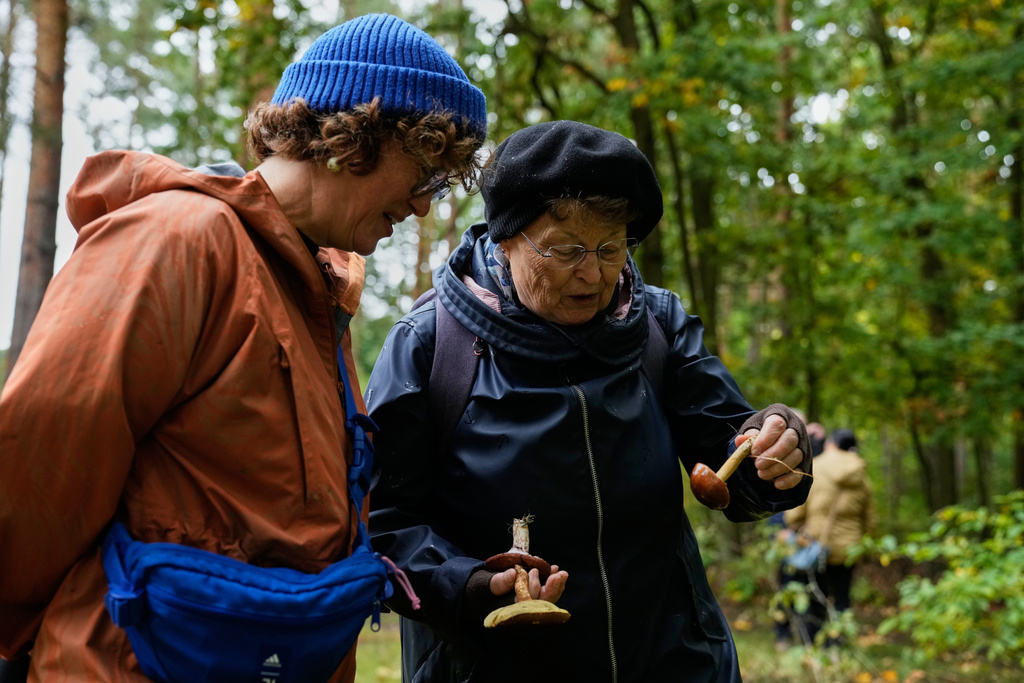 Mushroom hunters collect mushrooms in a forest in Potsdam, Germany, Wednesday, Oct. 8, 2025. (AP Photo/Ebrahim Noroozi)
