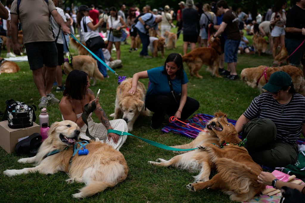 Golden Retrievers sit with their caretakers at a Palermo neighborhood park as people try to set a world record of most Golden Retrievers gathered in a park, in Buenos Aires, Argentina, Monday, Dec. 8, 2025. (AP Photo/Natacha Pisarenko)