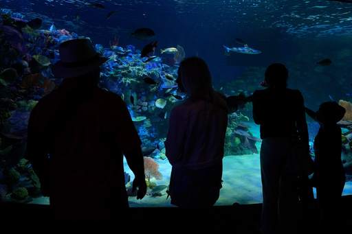 Visitors watch fish swim in a replica of an Indo-Pacific reef at the Mote Science Education Aquarium Monday, Oct. 6, 2025, in Sarasota, Fla. (AP Photo/Chris O'Meara) Visitors watch fish swim in a replica of an Indo-Pacific reef at the Mote Science Education Aquarium Monday, Oct. 6, 2025, in Sarasota, Fla. (AP Photo/Chris O'Meara)