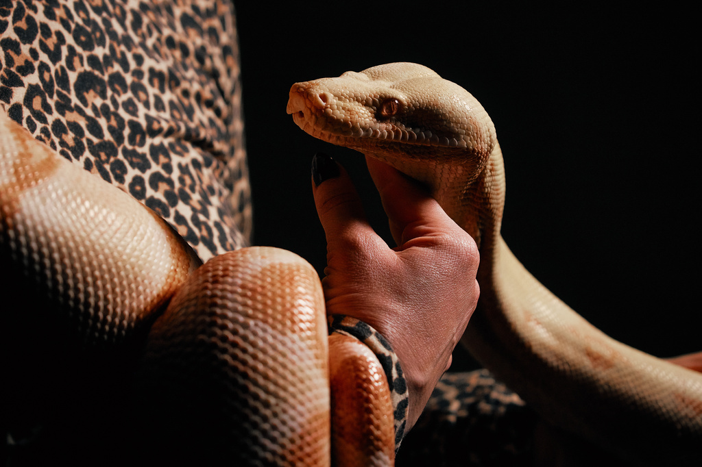 Performance artist Zoe Ziegfeld, who plays the part of a snake charmer, handles a snake during auditions to select a snake for a part in an adaptation of Mozart’s “Così fan tutte," at the Metropolitan Opera in New York, Friday, Aug. 28, 2026. (AP Photo/Andres Kudacki)