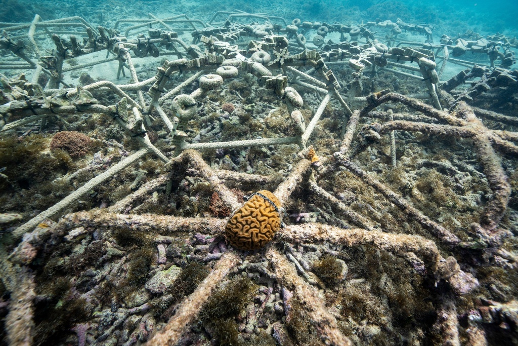 Diploria labyrinthiformis, a type of coral, grows at the Fundemar coral nursery in Bayahibe, Dominican Republic on Oct. 17, 2025. (AP Photo/Francesco Spotorno)