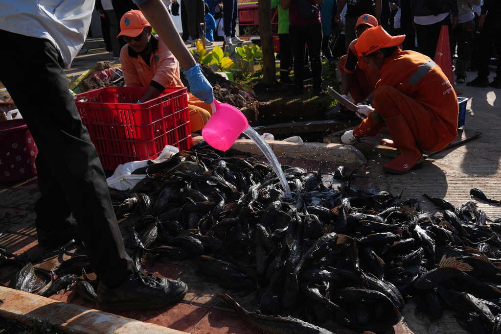 A municipal worker pours water on a recently caught janitor fish before killing and burying them during a campaign to remove the invasive species from the city's rivers, canals and water reservoirs, in Jakarta, Indonesia, Friday, April 24, 2026.(AP Photo/Tatan Syuflana)