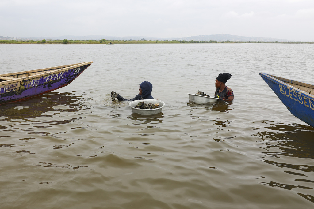 Women harvest oysters in the Densu estuary in Tsokomey, Ghana, Aug. 6, 2025. (AP Photo/Misper Apawu)