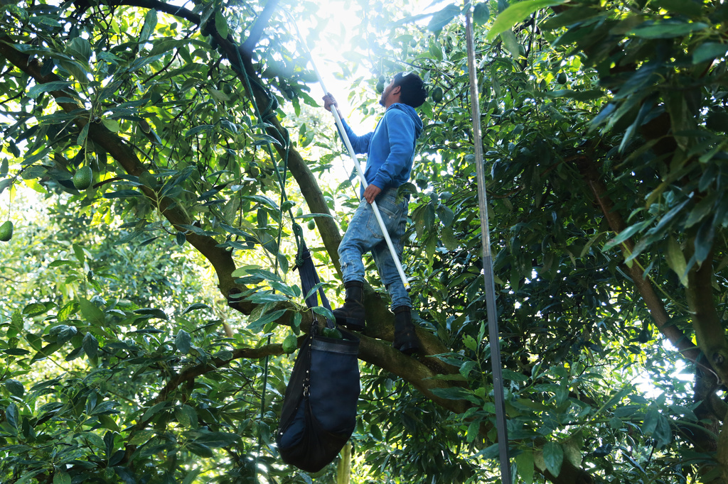 A farmhand harvests avocados at an orchard in Santa Ana Zirosto, Michoacan sate, Mexico, Friday, Aug. 14, 2026. (AP Photo/Armando Solis)