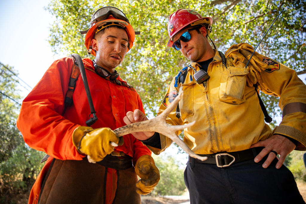 A Pine Grove Youth Conservation Camp inmate, left, examines a deer antler while clearing brush along a road, July 14, 2025, near Red Corral, Calif. (AP Photo/Ethan Swope)