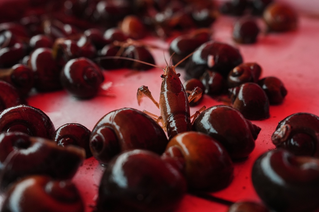 A crawfish crawls through apple snails after harvest Wednesday, Jan. 21, 2026, at a farm in Kaplan, La. (AP Photo/Joshua A. Bickel)
