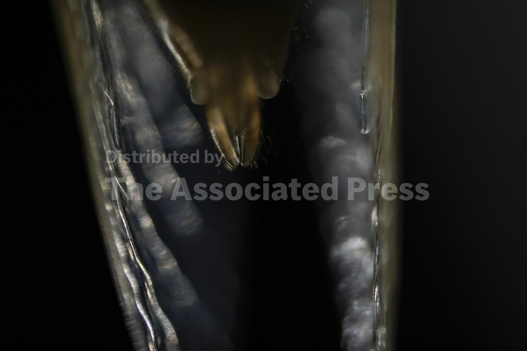 Up close and personal, cicadas display Nature's artwork. Discerning