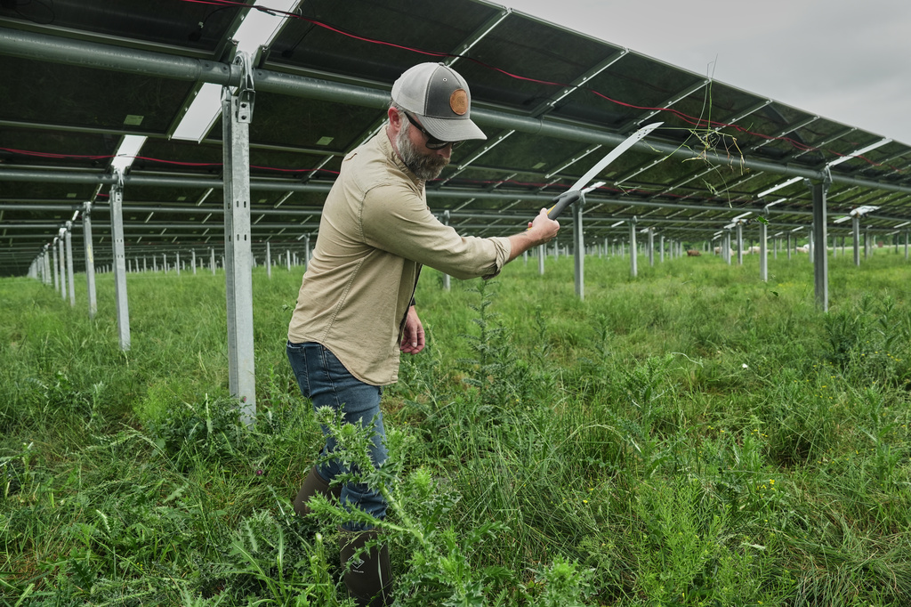 Loran Shallenberger, vice president of regenerative energy and agrivoltaics at Silicon Ranch, clears weeds out from under solar panels Tuesday, April 28, 2026, at a farm in Christiana, Tenn. (AP Photo/Joshua A. Bickel)
