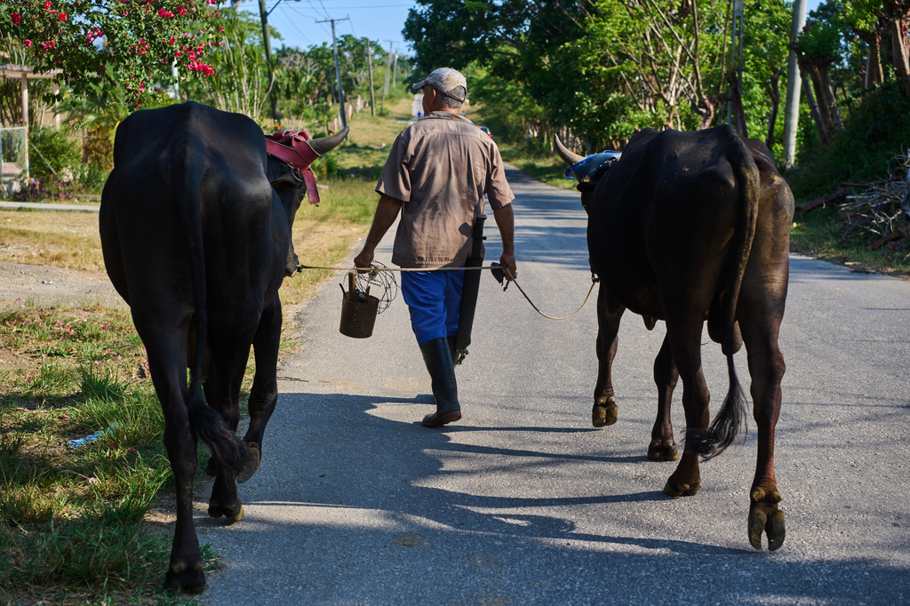 Luis Enrique Aguiar walks home with his oxen in Minas, Havana province, Cuba, Monday, April 27, 2026. (AP Photo/Ramon Espinosa)