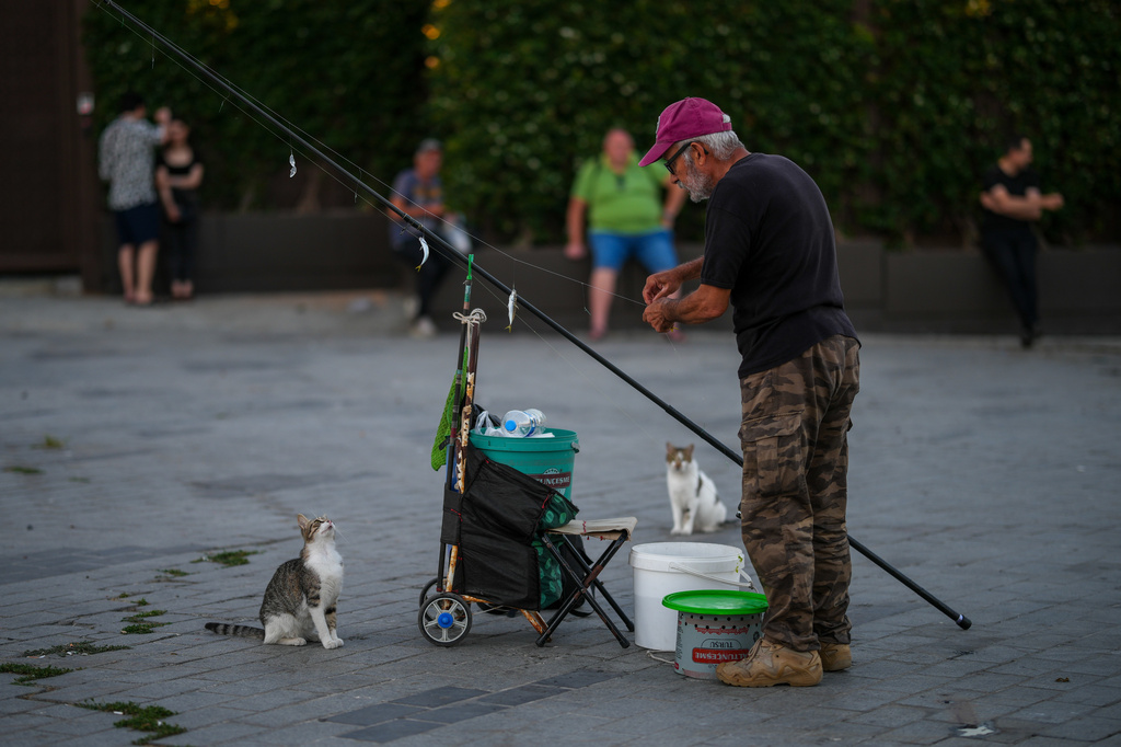 Stray cats wait next to a fisherman at Karakoy sea promenade in Istanbul, Turkey, Wednesday, June 24, 2026. (AP Photo/Emrah Gurel)