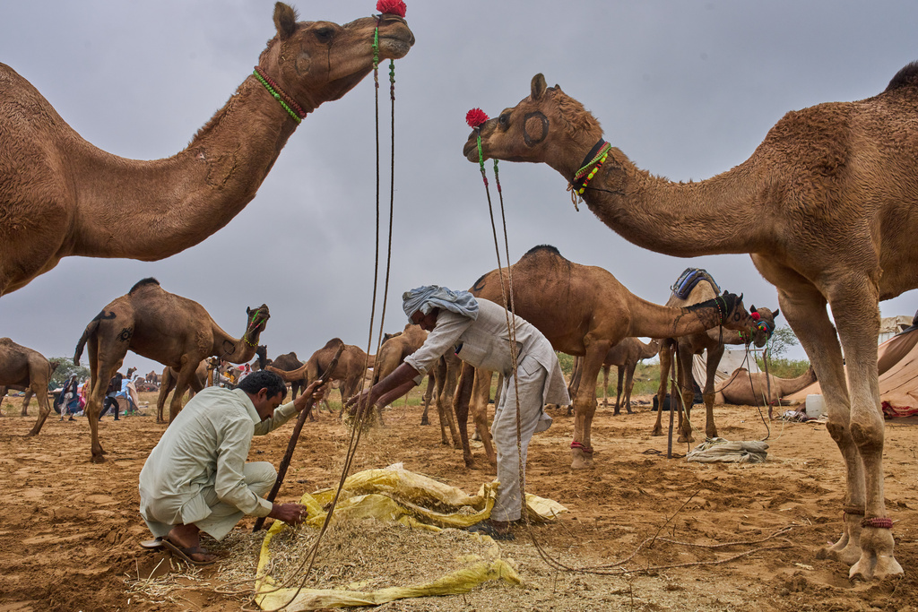 Camel herders feed their camels at the annual cattle fair in Pushkar, in the western Indian state of Rajasthan, Monday, Oct. 27, 2025. (AP Photo/Rajesh Kumar Singh)