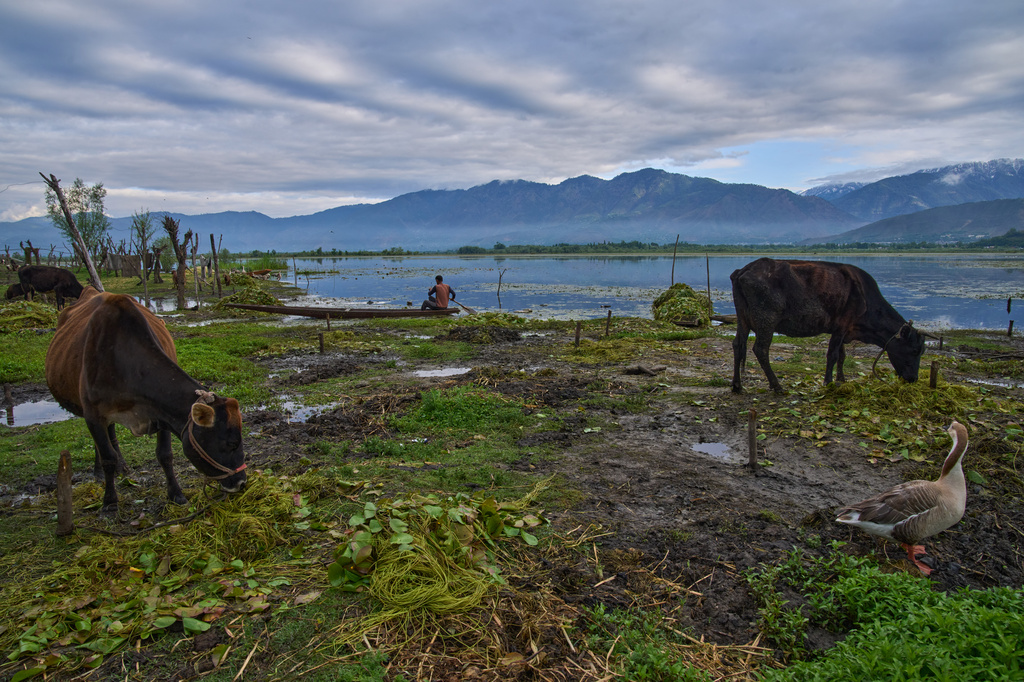 Cattle graze along the banks of Wular Lake as a Kashmiri villager rows a shikara, a traditional boat, in Bandipora, northeast of Srinagar, Indian controlled Kashmir, Tuesday, May 5, 2026. (AP Photo/Dar Yasin)