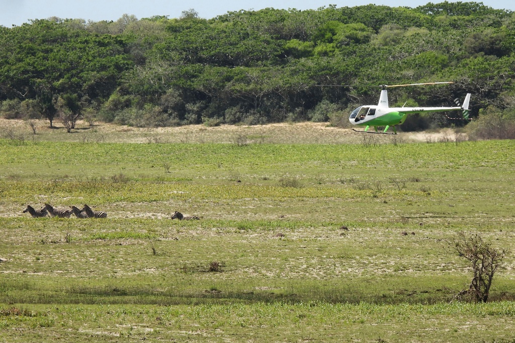A helicopter pilot herds zebras towards the capture boma at Maputo National Park, Mozambique, Saturday, Sept. 27, 2025, to be relocated by truck to Banhine National Park. (Denisio Mulima/Peace Parks Foundation via AP)