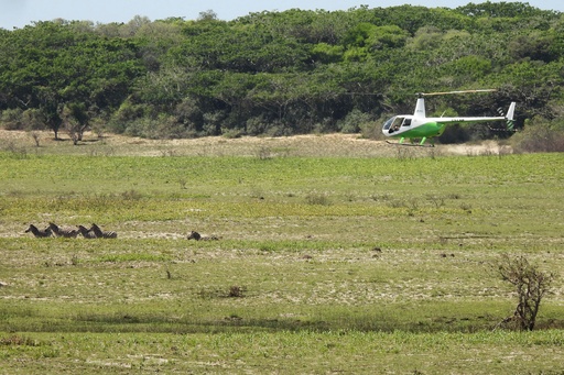 A helicopter pilot herds zebras towards the capture boma at Maputo National Park, Mozambique, Saturday, Sept. 27, 2025, to be relocated by truck to Banhine National Park. (Denisio Mulima/Peace Parks Foundation via AP) A helicopter pilot herds zebras towards the capture boma at Maputo National Park, Mozambique, Saturday, Sept. 27, 2025, to be relocated by truck to Banhine National Park. (Denisio Mulima/Peace Parks Foundation via AP)