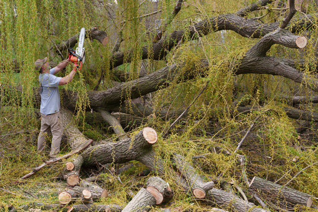 Jim Harbors helps clear downed trees that were toppled during severe overnight storms, Tuesday, April 14, 2026, in Deforest, Wis. (AP Photo/Jon Elswick)