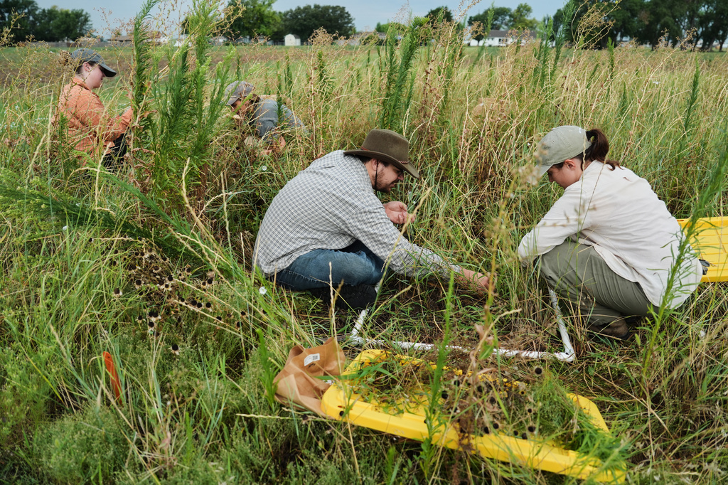 Kate Fitzsimmons, right and Jacob Barefoot, center, gather plant material from a Kernza research field Tuesday, July 28, 2026, at The Land Institute in Salina, Kan. (AP Photo/Joshua A. Bickel)