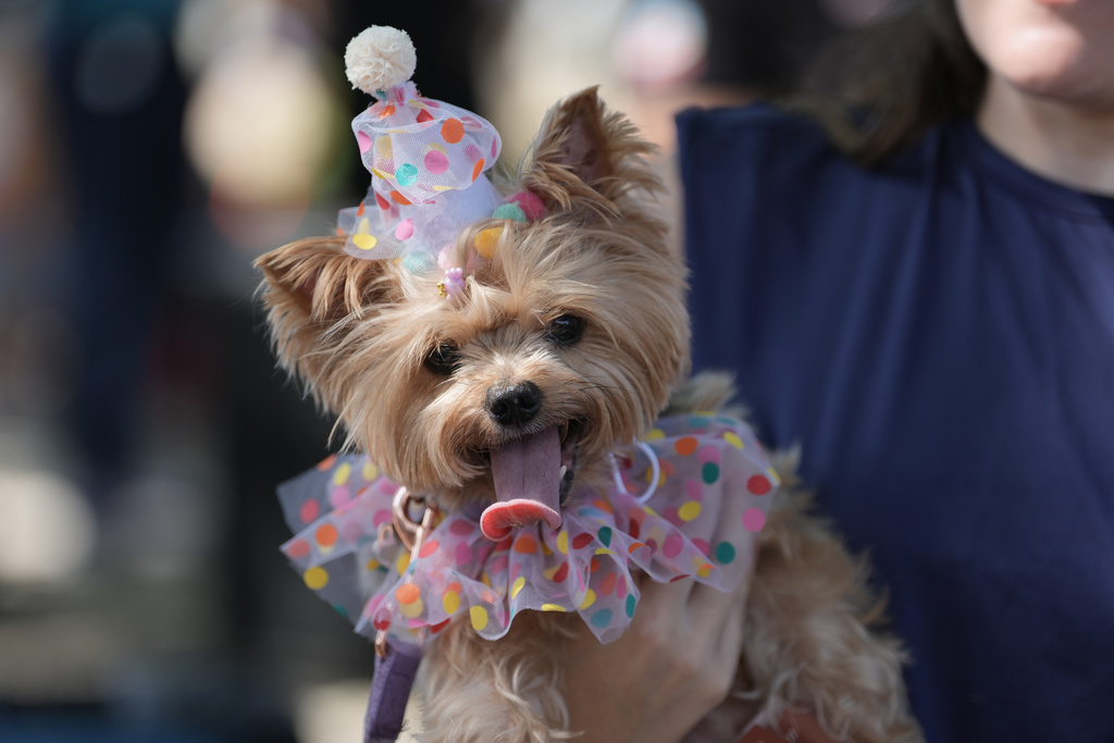 A dog wears a costume during the "Blocao" Carnival dog parade in Rio de Janeiro, Saturday, Feb. 14, 2026. (AP Photo/Silvia Izquierdo)