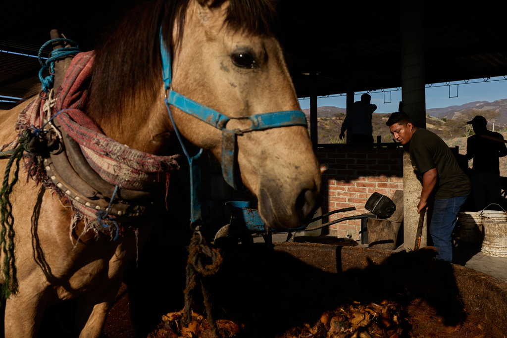 Laurentino García López, a worker at a distillery in Soledad Salinas, Oaxaca, Mexico, moves the horse that shreds the agave plant Wednesday, Jan. 21, 2026. (AP Photo/Claudia Rosel)