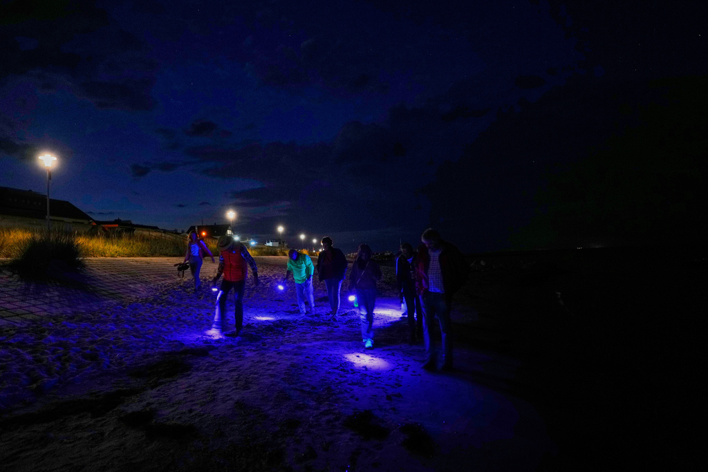 Participants search with a black light lamps in their hands for amber during a guided amber hunt for tourists on the beach of the Baltic Sea resort of Dahme, Germany, Tuesday, Sept. 2, 2025. (AP Photo/Markus Schreiber)