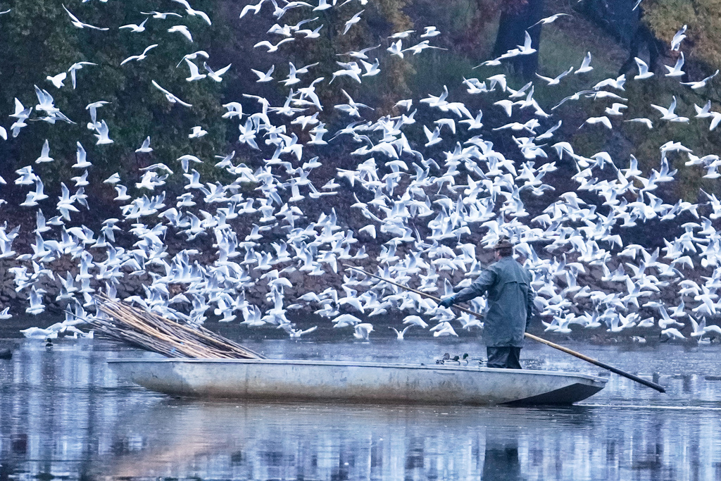 Birds fly by as a fisherman takes part in a traditional fish haul of the Rozmberk pond near the town of Trebon, Czech Republic, Friday, Oct. 17, 2025. (AP Photo/Petr David Josek)