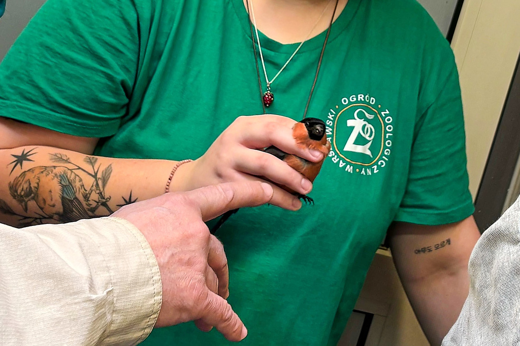 Warsaw Zoo employee Magdalena Zawadzka holds a wounded male bullfinch at the birds' hospital at the Warsaw Zoo in Warsaw, Poland, Monday, March 16, 2026. (AP Photo/Claudia Ciobanu)