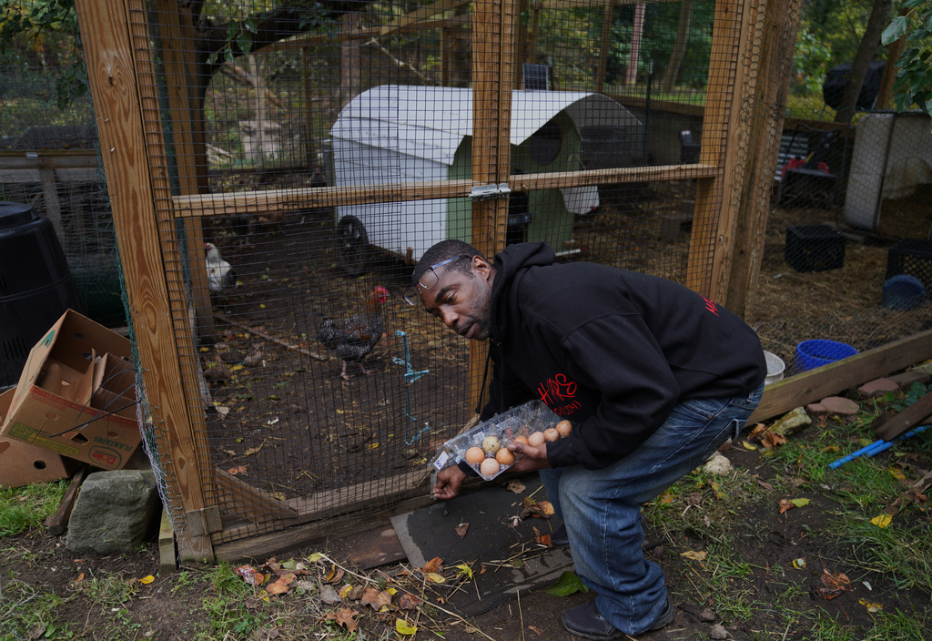 Myk Lewis, a neighbor on the short block of Collins Avenue collects eggs from a backyard farm, Monday, Oct. 20, 2025, in Baltimore. (AP Photo/Jessie Wardarski)