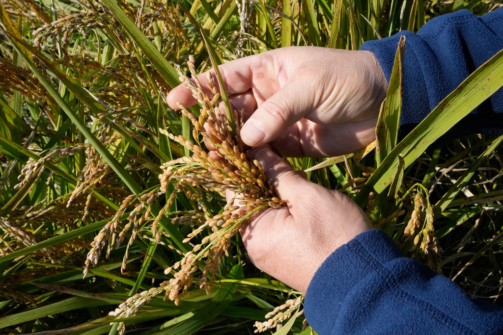 Hwang Seong-yeol, a South Korean rice farmer, shows crops damaged by a fungal disease that spread during an abnormally rainy autumn at his rice paddy in Seosan, South Korea, Monday, Oct. 20, 2025. (AP Photo/Ahn Young-joon)