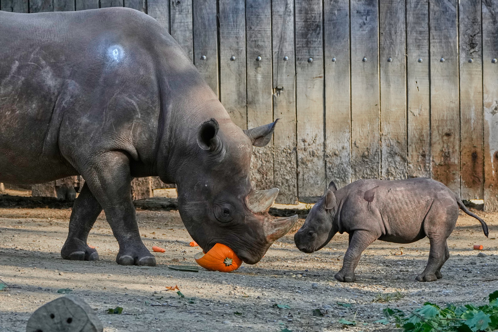 A male Eastern Black Rhino calf born Sept. 13, 2025, right, is pictured with his mother, 22-year-old Kibibbi, left, Friday, Oct. 10, 2025 as he makes his public debut at the Cleveland Metroparks Zoo in Cleveland, Ohio. (AP Photo/Sue Ogrocki)