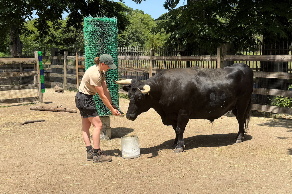 Zookeeper Brooke Cannon provides a Dexter steer at the Franklin Park Zoo in Boston, Thursday, July 2, 2026, with a block of ice containing apple slices, bananas and pears to help it keep cool amid the heat wave. (AP Photo/Michael Casey)