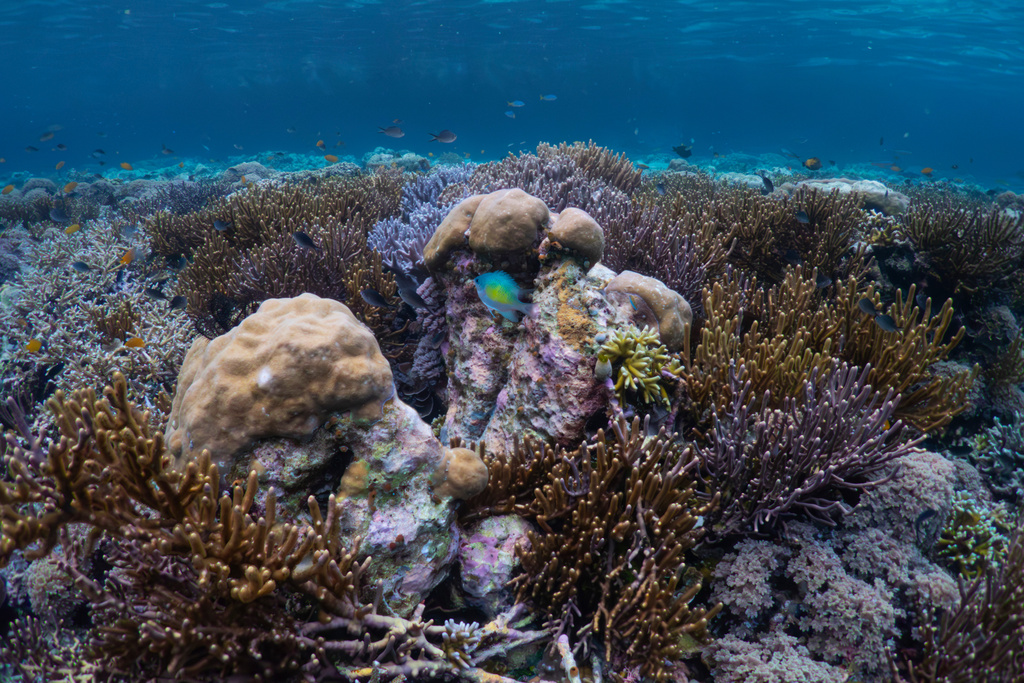 Fish swim near coral reef at the Gorgonian Wall dive site in Misool, Raja Ampat, Indonesia, Tuesday, March 3, 2026. (AP Photo/Claudia Rosel)
