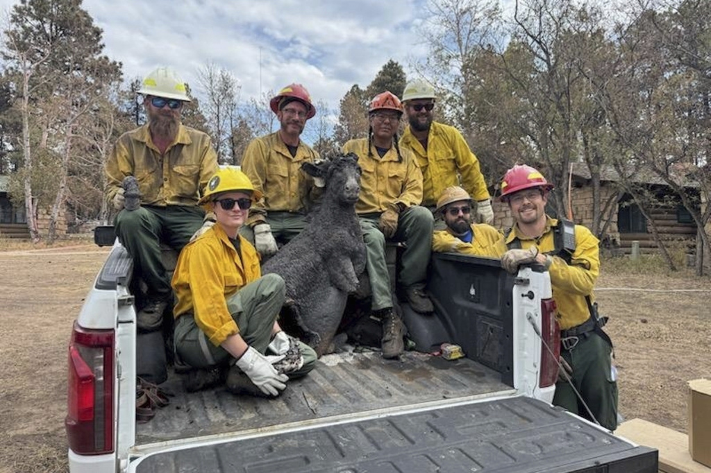 This Thursday, Aug. 14, 2025, image provided by the U.S. Forest Service shows resource advisors with the Kaibab National Forest along with the Grand Canyon National Park’s archaeologist and others who helped to recover the bronze statue of “Brighty the Burro” from the Grand Canyon Lodge at the North Rim in northern Arizona. (Michael Terlep/U.S. Forest Service via AP)