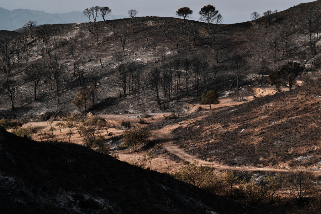 A view of a burnt area affected by wildfires in Bedar, near Almeria, Spain, Saturday, July 11, 2026. (AP Photo/Gregorio Marrero)