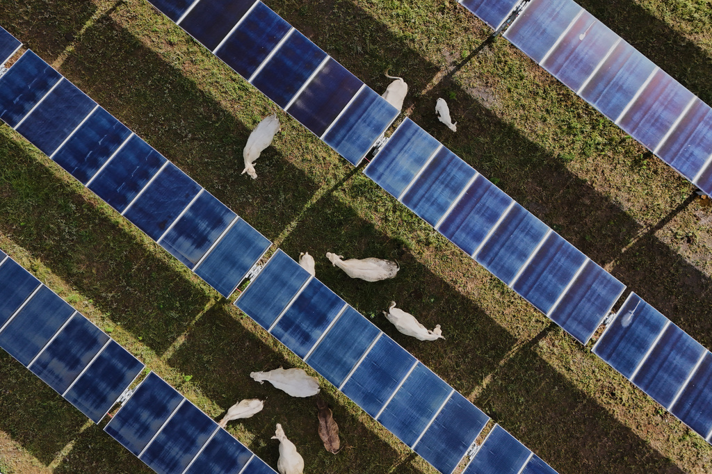 Cattle graze under solar panels Tuesday, April 28, 2026, at a farm in Christiana, Tenn. (AP Photo/Joshua A. Bickel)