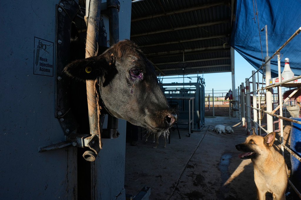 A herding dog waits as a calf is treated during an inspection for export to the United States at a regional cattle ranchers association in Hermosillo, Mexico, Tuesday, Aug. 18, 2026, ahead of the reopening of the U.S. border to Mexican cattle imports. (AP Photo/Fernando Llano)