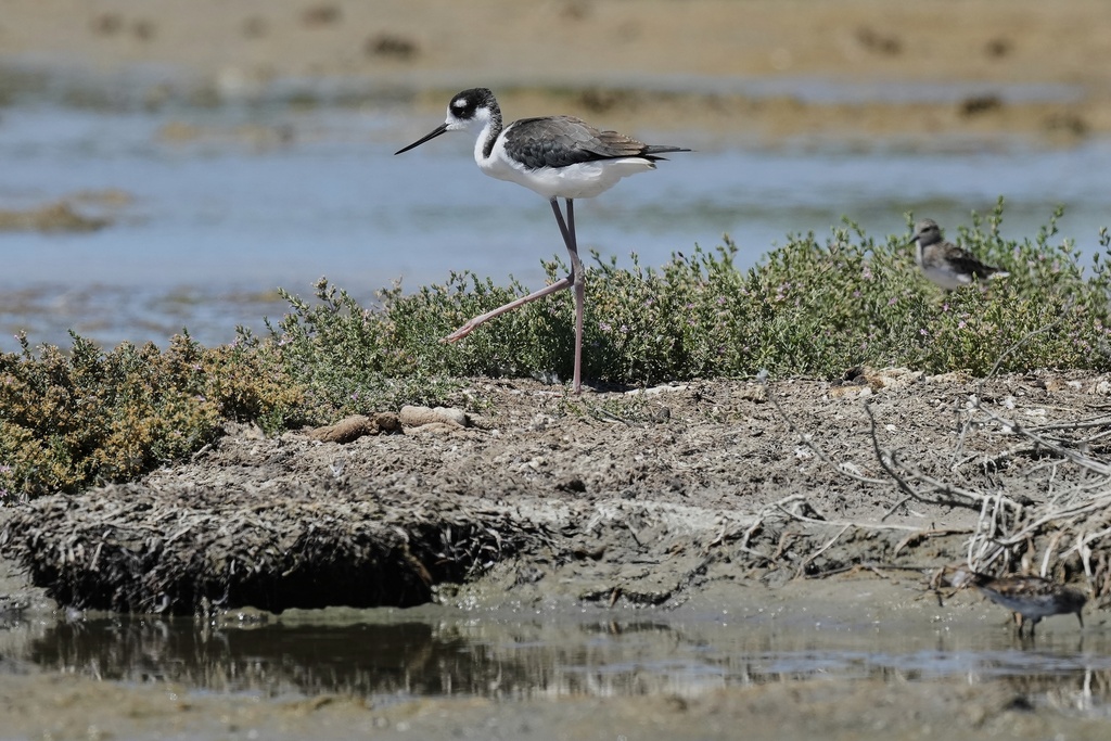 A black-necked stilt is seen at Don Edwards San Francisco Bay National Wildlife Refuge, Thursday, Aug. 14, 2025, in San Jose, Calif. (AP Photo/Godofredo A. Vásquez)
